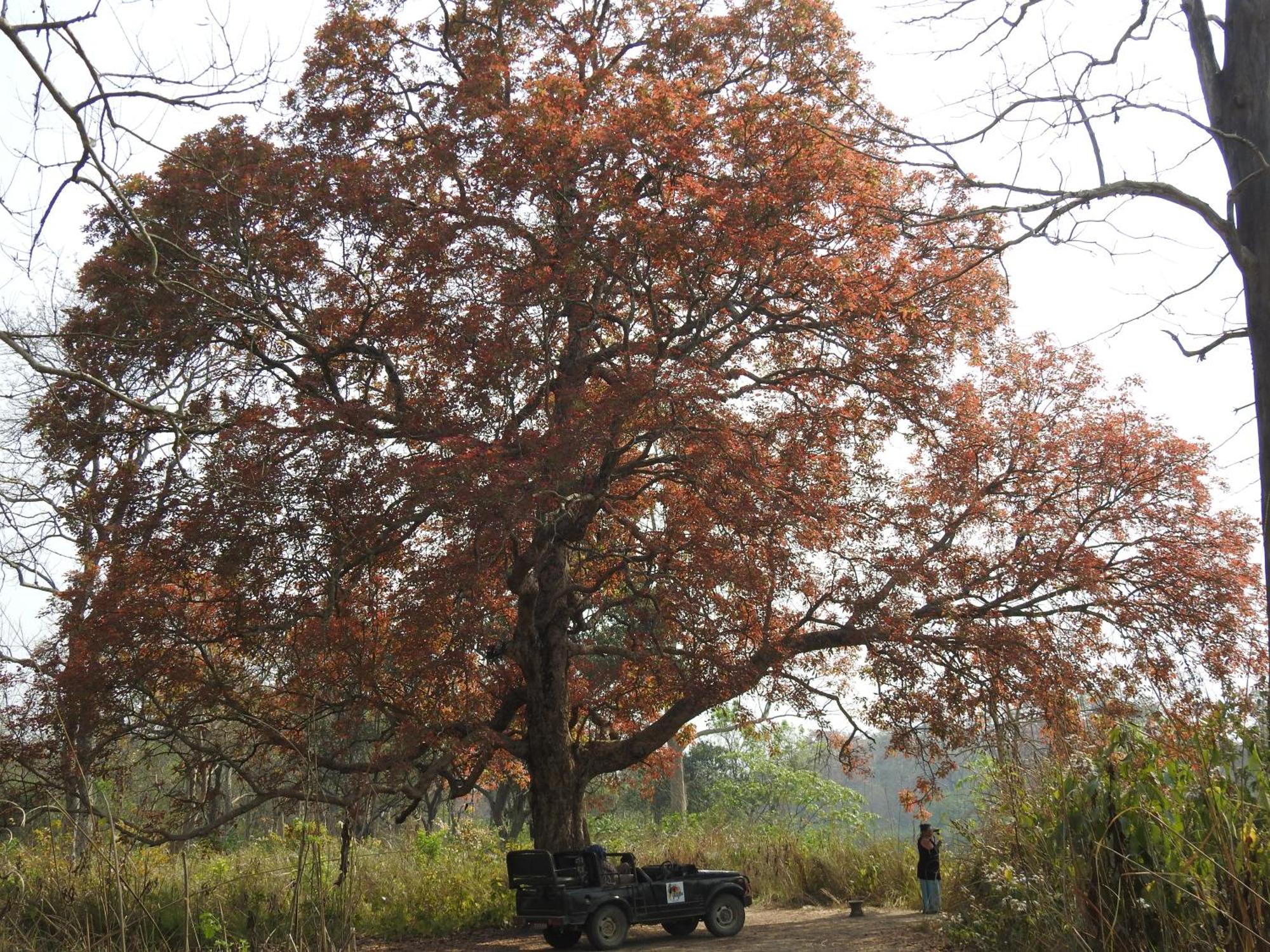 Babai Resort Pvt Ltd Bardiya Экстерьер фото