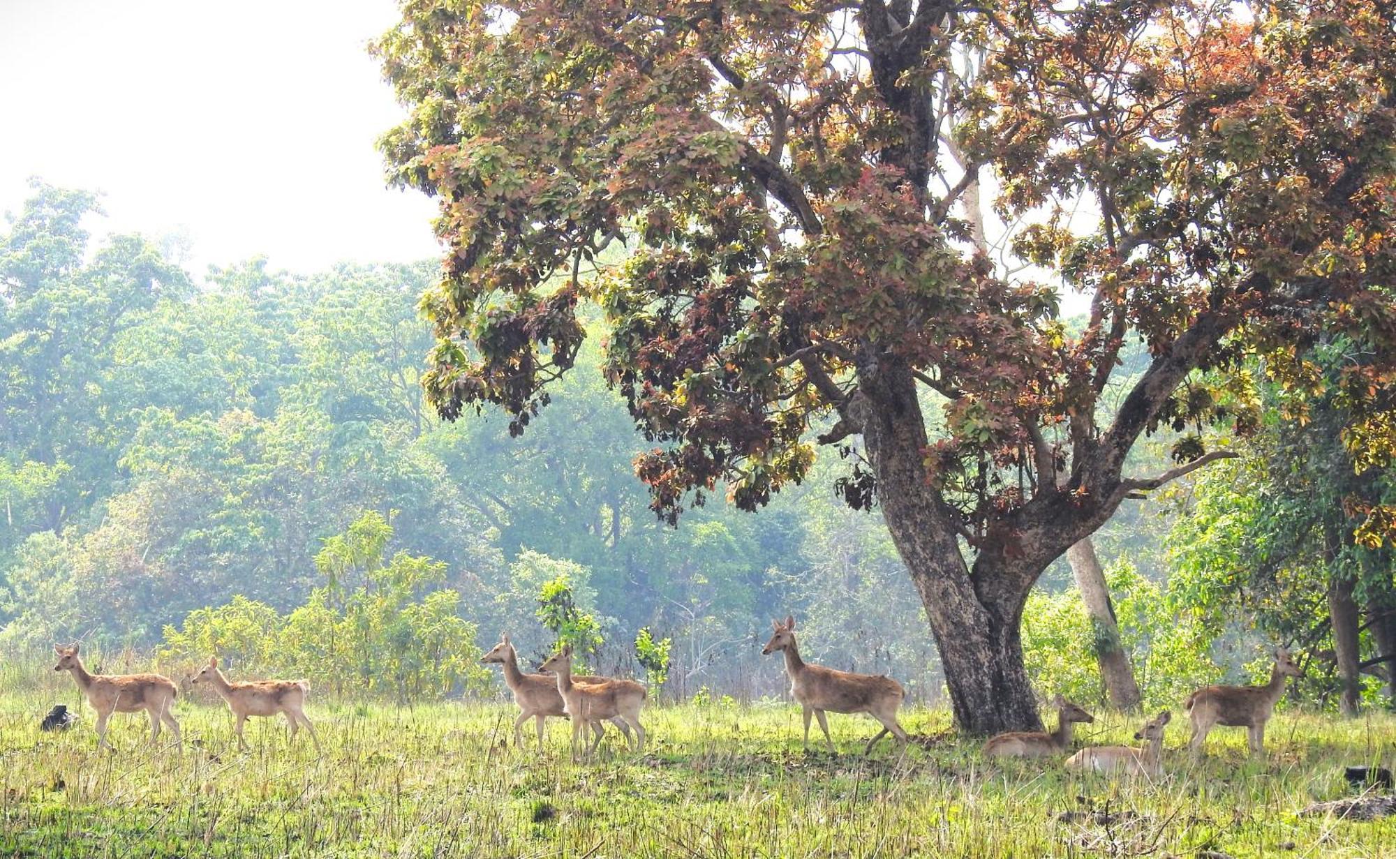 Babai Resort Pvt Ltd Bardiya Экстерьер фото
